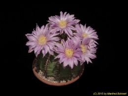 Echinocereus pulchellus v. weinbergii 1519